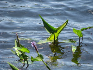 001 Water Flowers - Breakneck Pond CT - July 2008